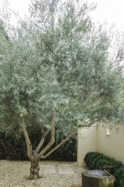 Arbequina Olive Tree - 3 Gallon Pot -FRUIT TREES & PLANTS Shop olive tree arbequina 4