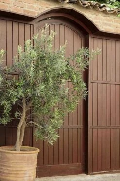 Arbequina Olive Tree - 3 Gallon Pot -FRUIT TREES & PLANTS Shop olive tree arbequina 6