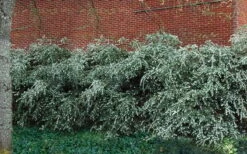 Delavay Tea Olive (Osmanthus Delavayi) - 3 Gallon Pot -FRUIT TREES & PLANTS Shop osmanthus delavayi delavay tea olive 1 1