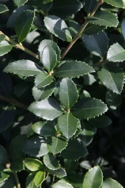 Delavay Tea Olive (Osmanthus Delavayi) - 3 Gallon Pot -FRUIT TREES & PLANTS Shop osmanthus delavayi delavay tea olive 10 1