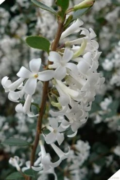 Delavay Tea Olive (Osmanthus Delavayi) - 5 Gallon Pot -FRUIT TREES & PLANTS Shop osmanthus delavayi delavay tea olive 2