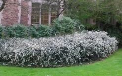 Delavay Tea Olive (Osmanthus Delavayi) - 5 Gallon Pot -FRUIT TREES & PLANTS Shop osmanthus delavayi delavay tea olive 6