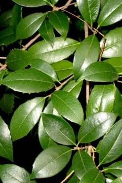 Fruitland's Fortune Tea Olive Double Trunk Tree Form - 7 Gallon Pot (4-5') -FRUIT TREES & PLANTS Shop osmanthus fruitlands fortune tea olive 1 1