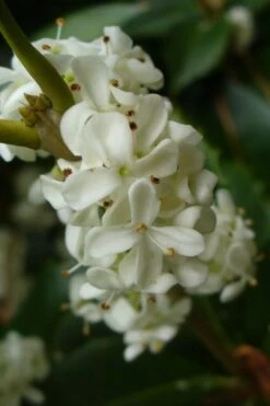 Fruitland's Fortune Tea Olive Double Trunk Tree Form - 7 Gallon Pot (4-5') -FRUIT TREES & PLANTS Shop osmanthus fruitlands fortune tea olive 3 1