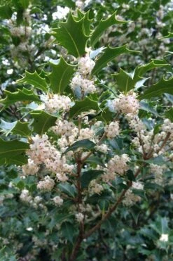 Gulftide Hardy Tea Olive (Osmanthus) - 7 Gallon Pot (5-6') 13 Gulftide Hardy Tea Olive (Osmanthus) - 7 Gallon Pot (5-6') -FRUIT TREES & PLANTS Shop osmanthus heterophyllus gulftide tea olive false holly 10