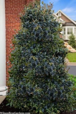 Gulftide Hardy Tea Olive (Osmanthus) - 7 Gallon Pot (5-6') 11 Gulftide Hardy Tea Olive (Osmanthus) - 7 Gallon Pot (5-6') -FRUIT TREES & PLANTS Shop osmanthus heterophyllus gulftide tea olive false holly 5