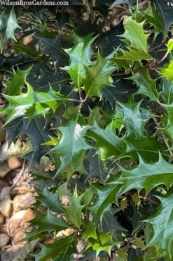 Gulftide Hardy Tea Olive (Osmanthus) - 7 Gallon Pot (5-6') 12 Gulftide Hardy Tea Olive (Osmanthus) - 7 Gallon Pot (5-6') -FRUIT TREES & PLANTS Shop osmanthus heterophyllus gulftide tea olive false holly 6