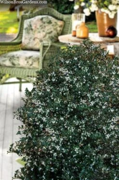 Party Princess 'Kaori Hime' Tea Olive - 3 Gallon Pot -FRUIT TREES & PLANTS Shop osmanthus heterophyllus kaori hime party princess tea olive 15