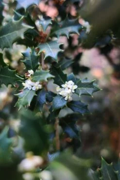 Party Princess 'Kaori Hime' Tea Olive - 3 Gallon Pot -FRUIT TREES & PLANTS Shop osmanthus kaori hime party princess tea olive 1