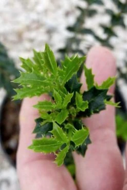 Party Princess 'Kaori Hime' Tea Olive - 3 Gallon Pot -FRUIT TREES & PLANTS Shop osmanthus kaori hime party princess tea olive 2