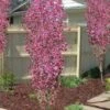 Corinthian Flowering Peach Tree - 3 Gallon Pot (4-5') -FRUIT TREES & PLANTS Shop peach corinthian 100