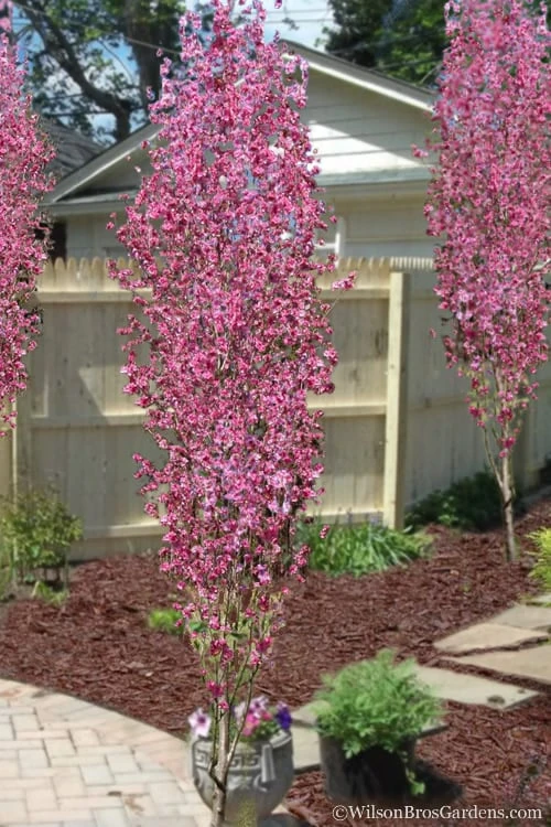 Corinthian Flowering Peach Tree - 3 Gallon Pot (4-5') 3 Corinthian Flowering Peach Tree - 3 Gallon Pot (4-5')