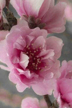 Corinthian Flowering Peach Tree - 3 Gallon Pot (4-5') 10 Corinthian Flowering Peach Tree - 3 Gallon Pot (4-5') -FRUIT TREES & PLANTS Shop peach corinthian 24