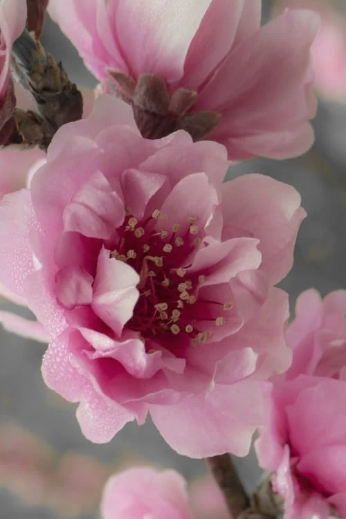 Corinthian Flowering Peach Tree - 3 Gallon Pot (4-5') 6 Corinthian Flowering Peach Tree - 3 Gallon Pot (4-5') - Image 4