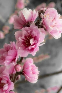 Corinthian Flowering Peach Tree - 3 Gallon Pot (4-5') -FRUIT TREES & PLANTS Shop peach corinthian 2 thumbnail