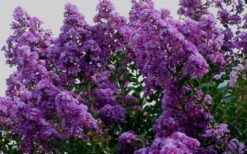 Twilight Purple Crape Myrtle - 7 Gallon Pot (3-4') -FRUIT TREES & PLANTS Shop picture crape myrtle twilight 1 6