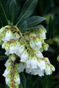 Southern Lady Pieris - 3 Gallon Pot -FRUIT TREES & PLANTS Shop pieris japonica southern lady 1