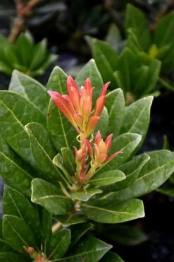 Southern Lady Pieris - 3 Gallon Pot -FRUIT TREES & PLANTS Shop pieris japonica southern lady 2