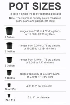 Green Shadow Sweetbay Magnolia Tree (Magnolia Virginiana) - 3 Gallon Pot (4-5') -FRUIT TREES & PLANTS Shop pot size chart 2022 518