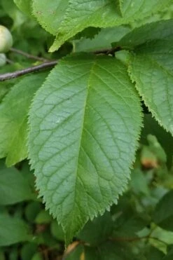 American Wild Plum Tree (Prunus Americana) - 1 Gallon Pot -FRUIT TREES & PLANTS Shop prunus americana american wild plum tree 10 1