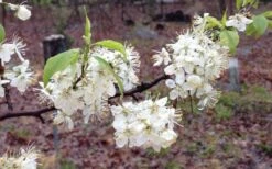 American Wild Plum Tree (Prunus Americana) - 1 Gallon Pot -FRUIT TREES & PLANTS Shop prunus americana american wild plum tree 11 1