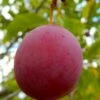 American Wild Plum Tree (Prunus Americana) - 3 Gallon Pot 1 American Wild Plum Tree (Prunus Americana) - 3 Gallon Pot -FRUIT TREES & PLANTS Shop prunus americana american wild plum tree 3
