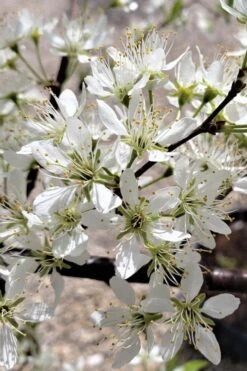 American Wild Plum Tree (Prunus Americana) - 1 Gallon Pot -FRUIT TREES & PLANTS Shop prunus americana american wild plum tree 5 1