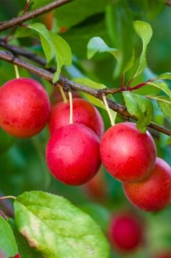 American Wild Plum Tree (Prunus Americana) - 1 Gallon Pot -FRUIT TREES & PLANTS Shop prunus americana american wild plum tree 6 1