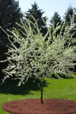American Wild Plum Tree (Prunus Americana) - 1 Gallon Pot -FRUIT TREES & PLANTS Shop prunus americana american wild plum tree 9 1