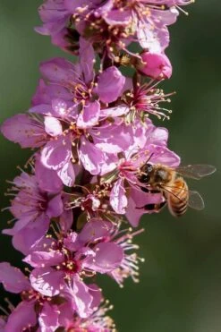 Pink Flowering Afghan Bush Cherry (Prunus Jacquemontii) - 3 Gallon Pot -FRUIT TREES & PLANTS Shop prunus jaquemonti afghan bush cherry 1