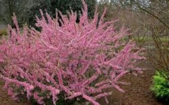 Pink Flowering Afghan Bush Cherry (Prunus Jacquemontii) - 3 Gallon Pot -FRUIT TREES & PLANTS Shop prunus jaquemonti afghan bush cherry 6