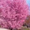 Okame Pink Flowering Cherry Tree - 3 Gallon Pot -FRUIT TREES & PLANTS Shop prunus okame flowering cherry 10
