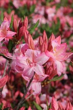 Candy Lights Cold Hardy Azalea (Rhododendron) - 3 Gallon Pot -FRUIT TREES & PLANTS Shop rhododendron candy lights azalea 10