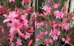 Candy Lights Cold Hardy Azalea (Rhododendron) - 3 Gallon Pot -FRUIT TREES & PLANTS Shop rhododendron candy lights azalea 11