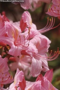 Candy Lights Cold Hardy Azalea (Rhododendron) - 3 Gallon Pot -FRUIT TREES & PLANTS Shop rhododendron candy lights azalea 5