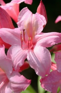Candy Lights Cold Hardy Azalea (Rhododendron) - 3 Gallon Pot -FRUIT TREES & PLANTS Shop rhododendron candy lights azalea 7