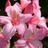 Candy Lights Cold Hardy Azalea (Rhododendron) - 3 Gallon Pot