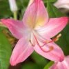 Pink Perfume Native Azalea (Rhododendron Hybrid) - 3 Gallon Pot -FRUIT TREES & PLANTS Shop rhododendron pink perfume native azalea 1