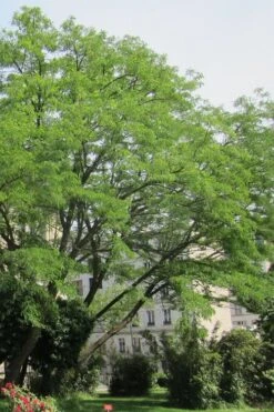 Black Locust Tree - 3 Gallon Pot 21 Black Locust Tree - 3 Gallon Pot -FRUIT TREES & PLANTS Shop robinia pseudoacacia black locust tree 10