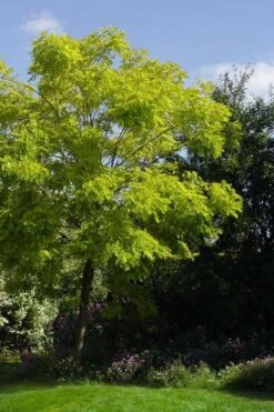 Black Locust Tree - 3 Gallon Pot 20 Black Locust Tree - 3 Gallon Pot -FRUIT TREES & PLANTS Shop robinia pseudoacacia black locust tree 11