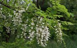 Black Locust Tree - 3 Gallon Pot 26 Black Locust Tree - 3 Gallon Pot -FRUIT TREES & PLANTS Shop robinia pseudoacacia black locust tree 15