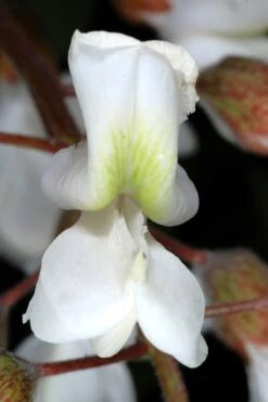 Black Locust Tree - 3 Gallon Pot 24 Black Locust Tree - 3 Gallon Pot -FRUIT TREES & PLANTS Shop robinia pseudoacacia black locust tree 2