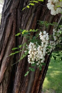 Black Locust Tree - 3 Gallon Pot 23 Black Locust Tree - 3 Gallon Pot -FRUIT TREES & PLANTS Shop robinia pseudoacacia black locust tree 20