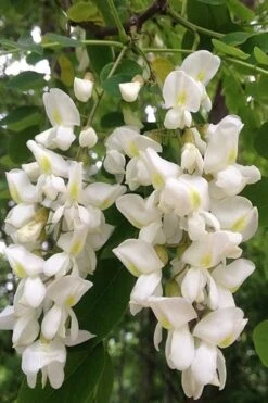 Black Locust Tree - 3 Gallon Pot