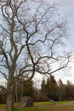 Black Locust Tree - 3 Gallon Pot 22 Black Locust Tree - 3 Gallon Pot -FRUIT TREES & PLANTS Shop robinia pseudoacacia black locust tree 4