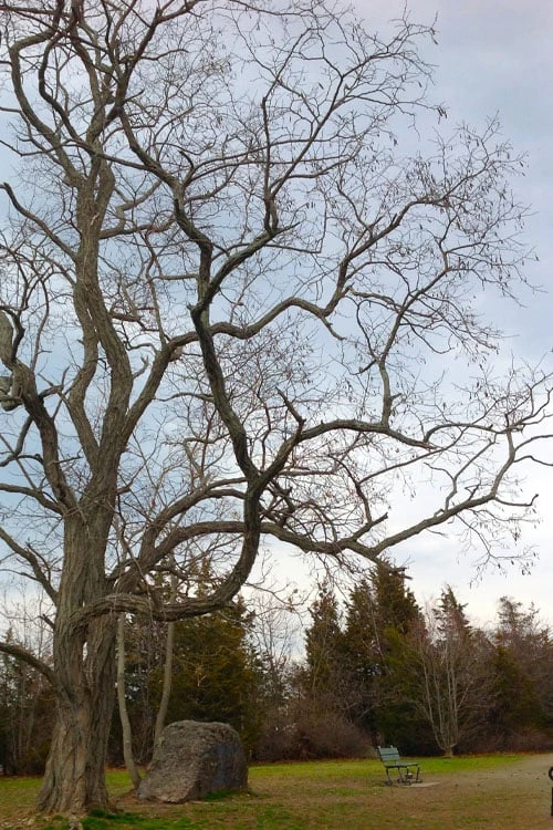 Black Locust Tree - 3 Gallon Pot 10 Black Locust Tree - 3 Gallon Pot - Image 8