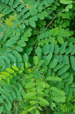 Black Locust Tree - 3 Gallon Pot 19 Black Locust Tree - 3 Gallon Pot -FRUIT TREES & PLANTS Shop robinia pseudoacacia black locust tree 5