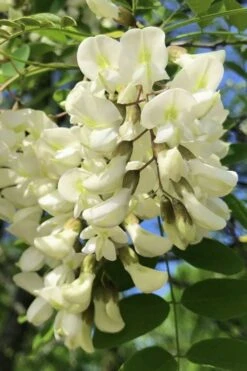 Black Locust Tree - 3 Gallon Pot 25 Black Locust Tree - 3 Gallon Pot -FRUIT TREES & PLANTS Shop robinia pseudoacacia black locust tree 6