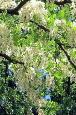 Black Locust Tree - 3 Gallon Pot 18 Black Locust Tree - 3 Gallon Pot -FRUIT TREES & PLANTS Shop robinia pseudoacacia black locust tree 7