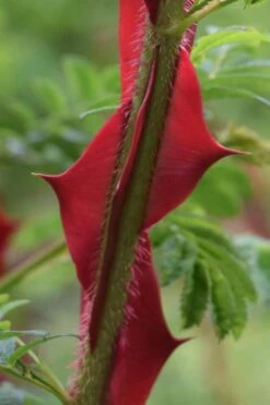 Winged Blood Thorn Rose (Rosa Sericea Var. Pteracantha) - 5 Gallon Pot -FRUIT TREES & PLANTS Shop rosa sericea var pteracantha winged blood thorn rose 1